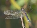 Pachydiplax longipennis (Blue Dasher) female-Album-3.jpg